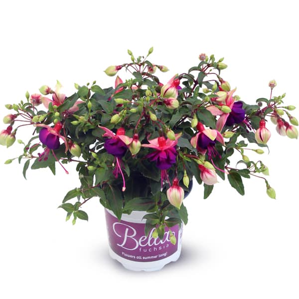 Fuchsia hybrida Bella Georgia ® Fuchsia hybrida Bella Georgia ®