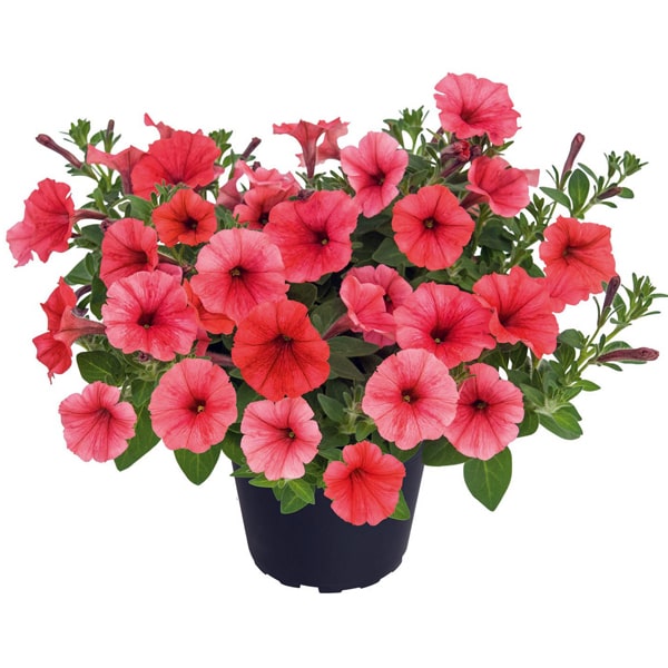 Petunia hybrida Mini Vista Scarlet ®