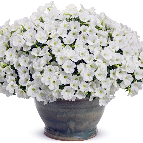 Petunia hybrida Mini Vista White ®