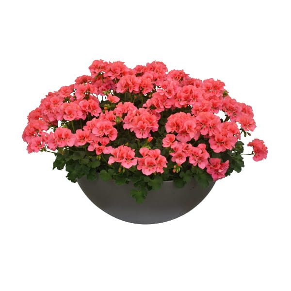 Pelargonium peltatum x zonale TwoinOne Peach ®