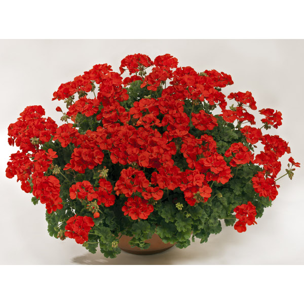 Pelargonium peltatum x zonale TwoinOne Scarlet ®