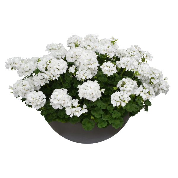 Pelargonium peltatum x zonale TwoinOne White 26 ®