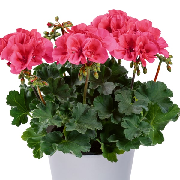 Pelargonium peltatum x zonale TwoinOne Patio Coral ®