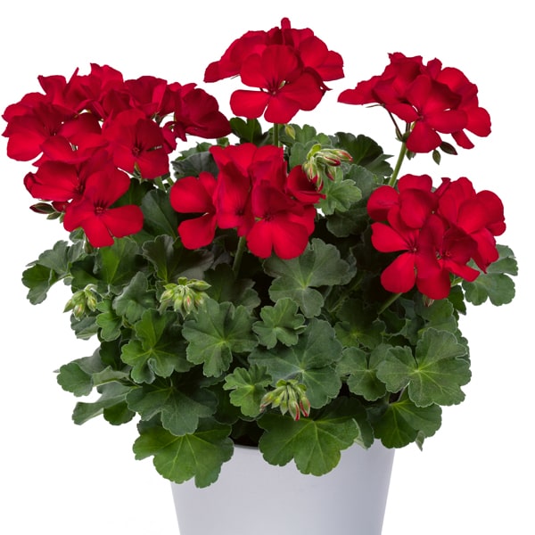 Pelargonium peltatum x zonale TwoinOne Dark Red ®