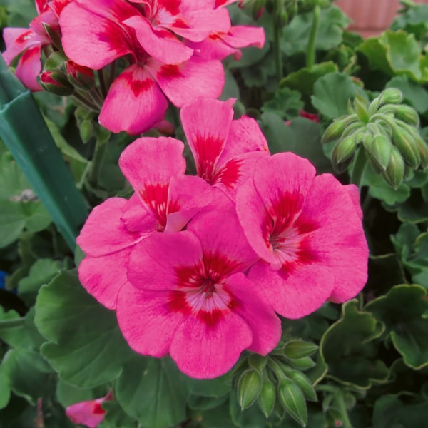 Pelargonium peltatum x zonale TwoinOne Hot Pink Splash ®