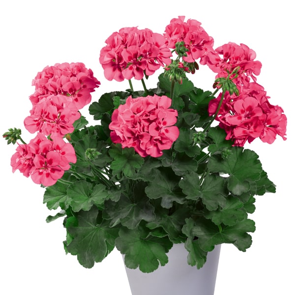 Pelargonium peltatum x zonale TwoinOne Pink Splash ®