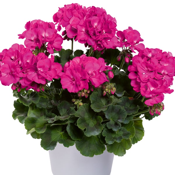 Pelargonium peltatum x zonale TwoinOne Violet ®