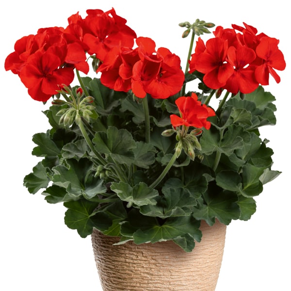 Pelargonium peltatum x zonale TwoinOne Patio Scarlet Kiss ®