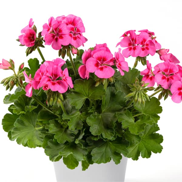 Pelargonium peltatum x zonale TwoinOne Patio Pink Eye ®