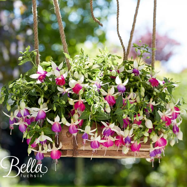 Fuchsia hybrida Bella Nora ® Fuchsia hybrida Bella Nora ®