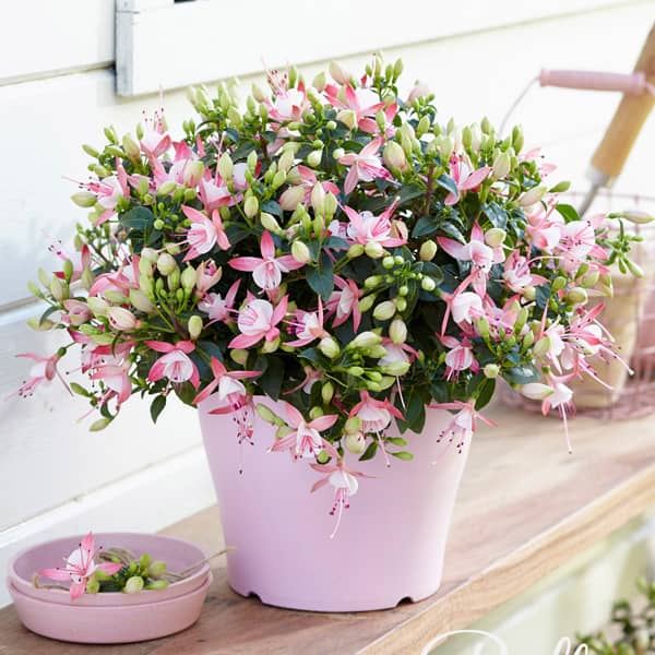 Fuchsia hybrida Bella Sophia ® Fuchsia hybrida Bella Sophia ®
