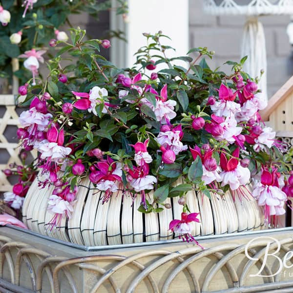 Fuchsia hybrida Bella Julia Improved ® Fuchsia hybrida Bella Julia Improved ®