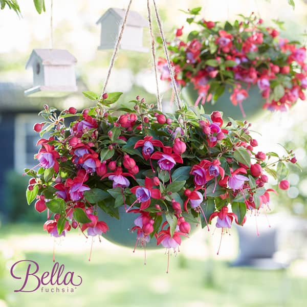Fuchsia hybrida Bella Lydia ® Fuchsia hybrida Bella Lydia ®