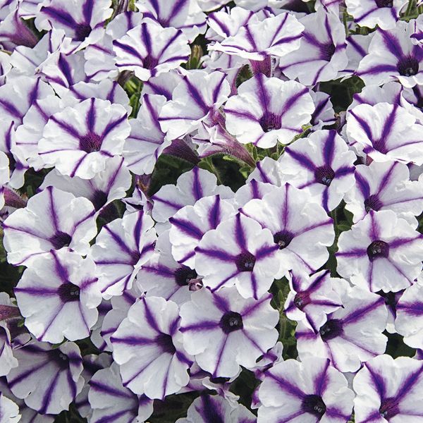 Petunia hybrida Mini Vista Violet Star ®