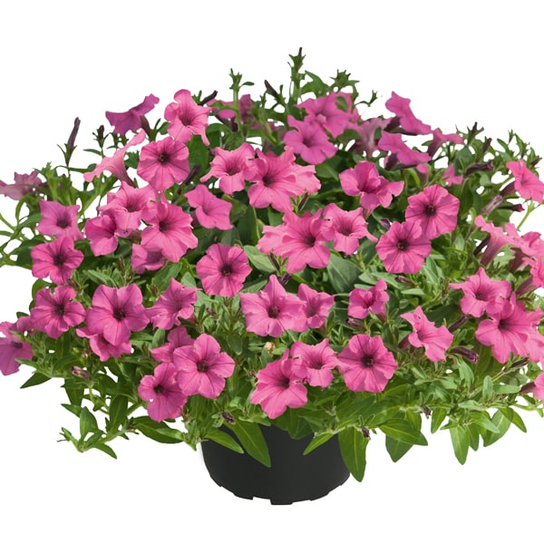 Petunia hybrida Mini Vista Hot Pink ®