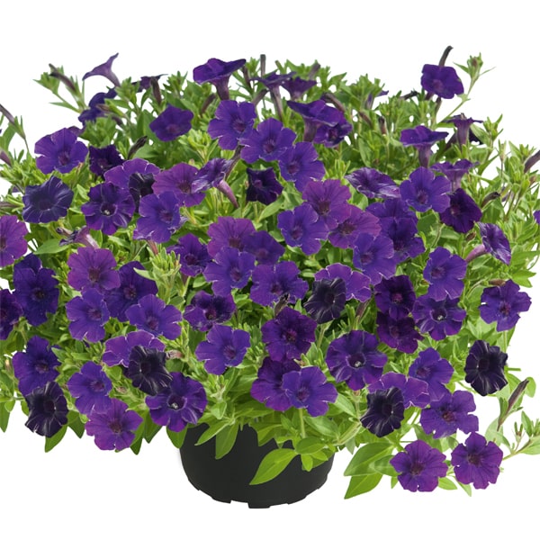 Petunia hybrida Mini Vista Violet ®