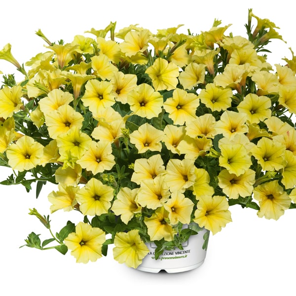 Petunia hybrida Mini Vista Yellow ®