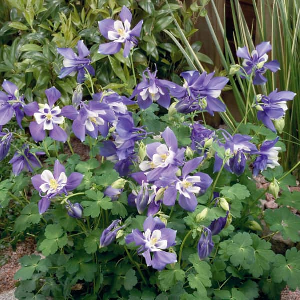 Aquilegia caerulea Spring Magic Blue White