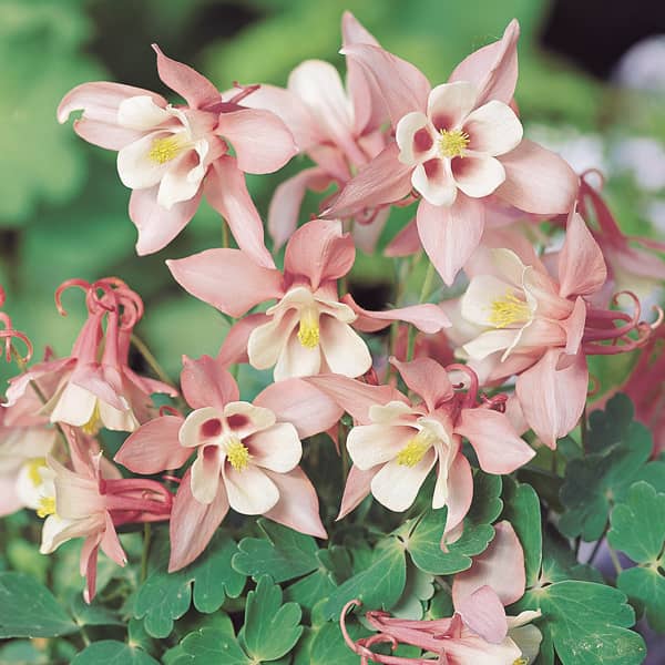 Aquilegia caerulea Spring Magic Crème White