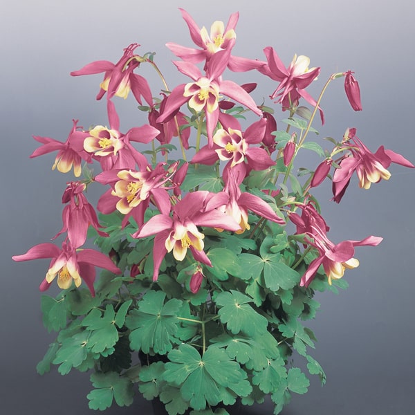 Aquilegia caerulea Spring Magic Rose Ivory