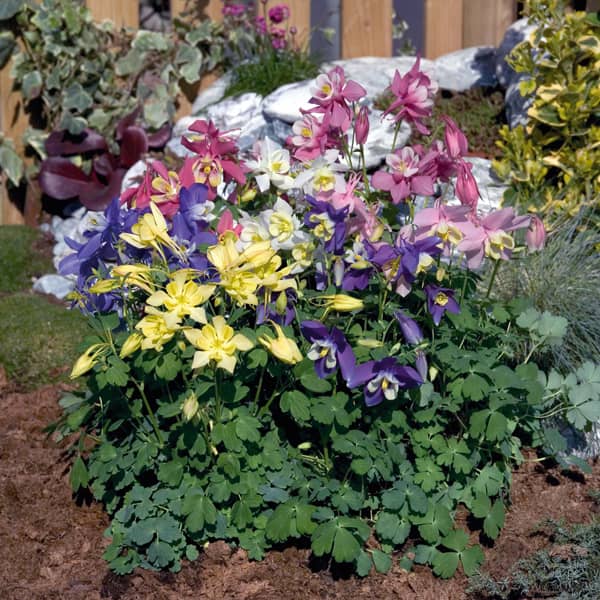 Aquilegia caerulea Spring Magic Mix