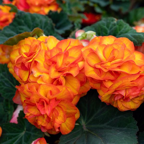 Begonia tuberosa Nonstop F1 Nonstop Flame