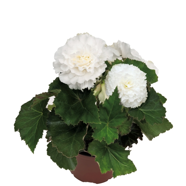 Begonia tuberosa Nonstop White