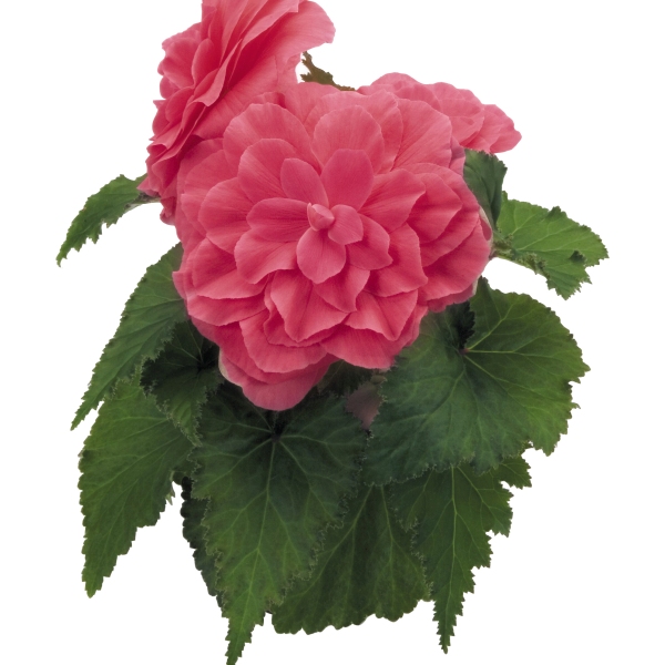 Begonia tuberosa Nonstop Pink
