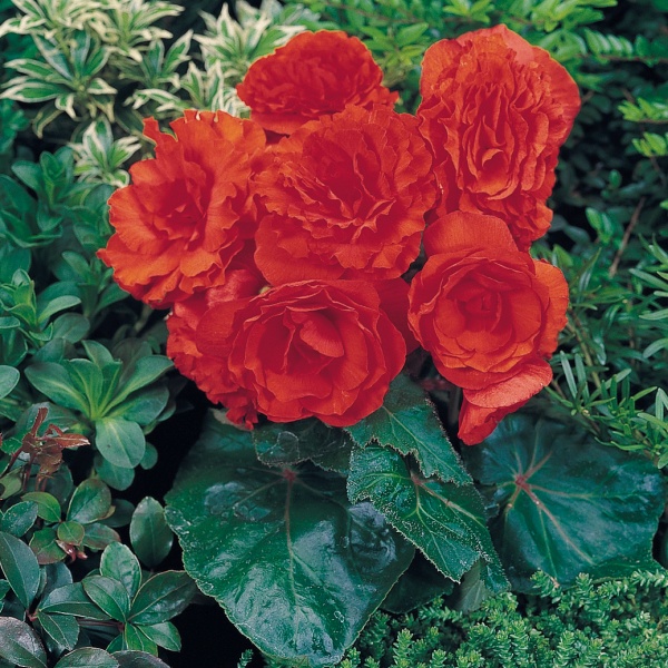 Begonia tuberosa Nonstop Orange