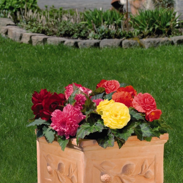 Begonia tuberosa Nonstop Mix