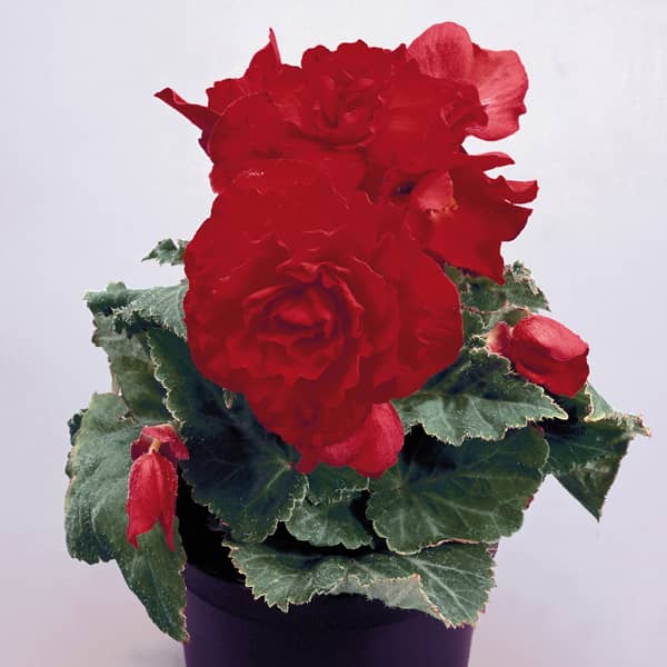 Begonia tuberosa Nonstop Red