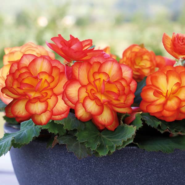 Begonia tuberosa Nonstop Fire