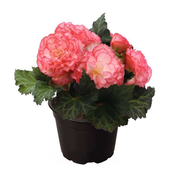 Begonia tuberosa Nonstop Rose Picotee