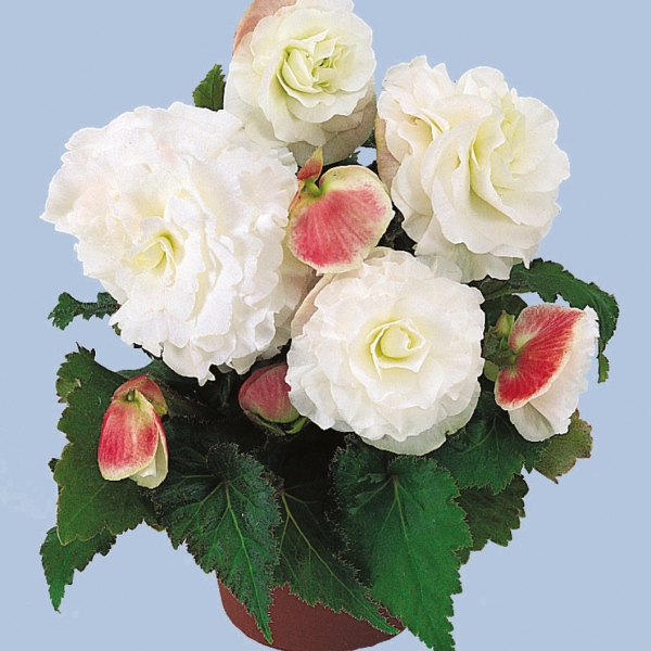 Begonia tuberosa Nonstop Appleblossom