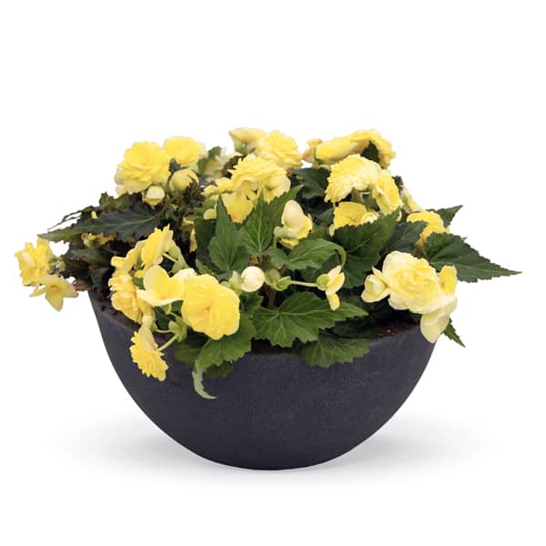 Begonia tuberosa Nonstop F1 Nonstop Lemon
