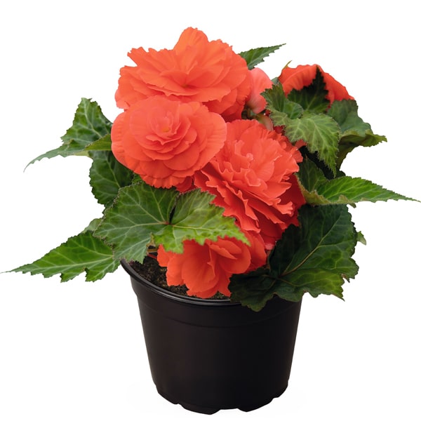 Begonia tuberosa Nonstop Salmon