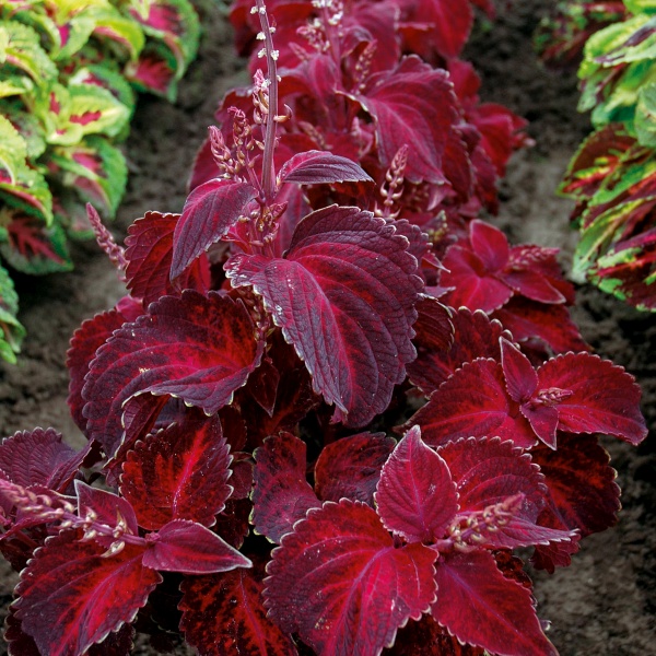 Coleus blumei Grande Vesuvius