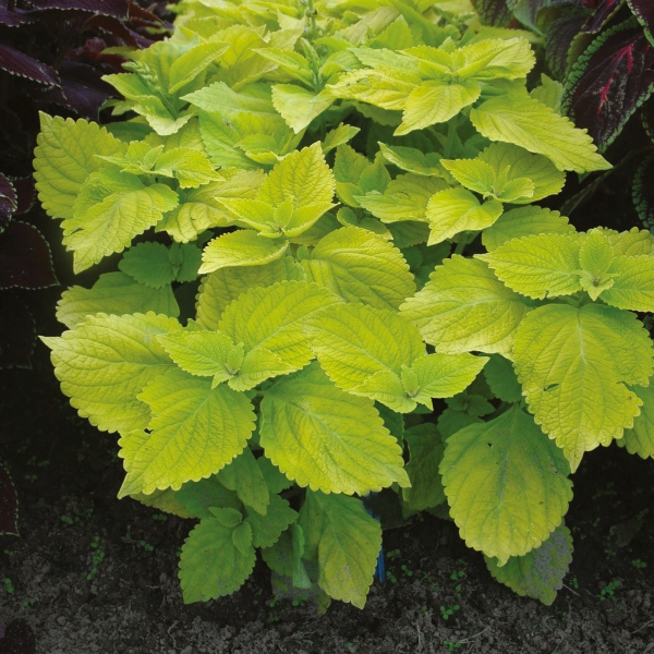 Coleus blumei Grande Lime