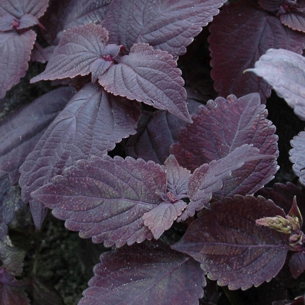 Coleus blumei Grande Velvet