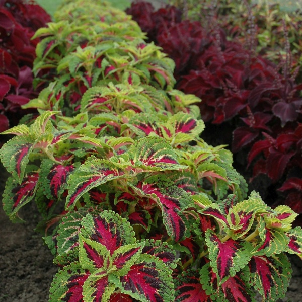 Coleus blumei Grande Rose