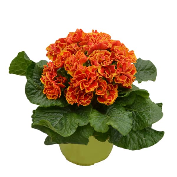 Primula acaulis Flamenco Fire Primula acaulis Flamenco Fire