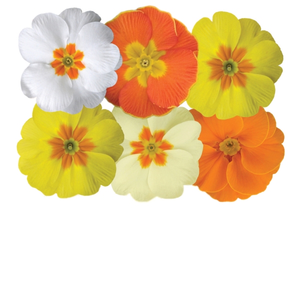 Primula acaulis Tobie Daffodil Mix Primula acaulis Tobie Daffodil Mix